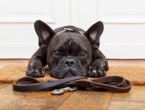 The Best Leather Dog Leashes