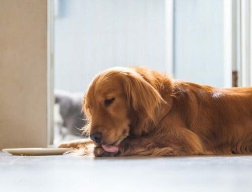 Golden-Retriever-Dog-licking-his-paws