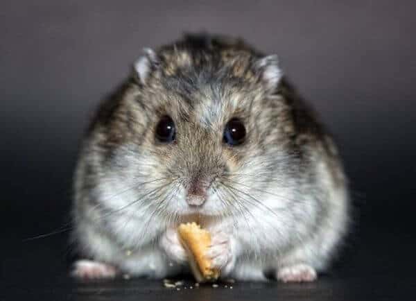 Making Your Home Hamster-Friendly