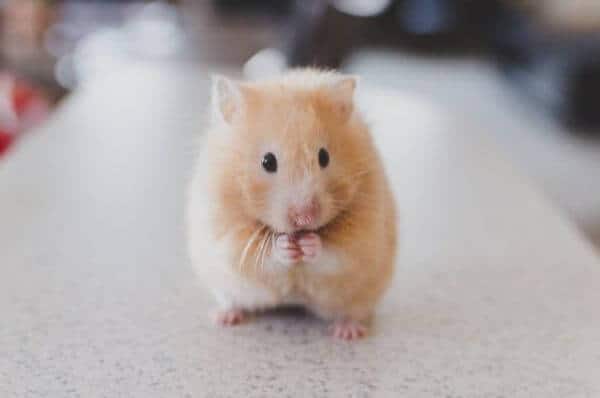 Purchasing Everything You Need for Your Hammie