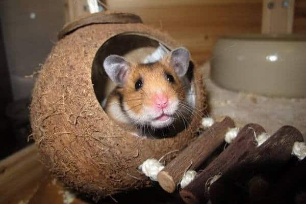 Keeping Your Hamster Healthy Now and in the Future