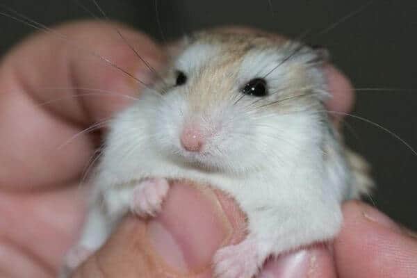 More Information About Preparing for a Hamster