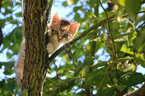 Keeping Your Kitten Safe