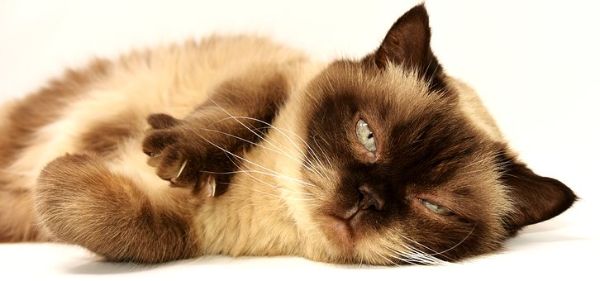 Understanding Pet Insurance Terminology