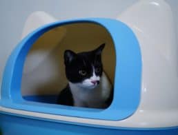 The Best Self Cleaning Litter Boxes