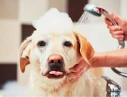 The Best Dog Shower Heads
