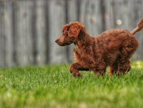 fluffy red brown dog running in grassy yard with fence
