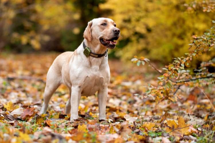 The Best GPS Pet Trackers