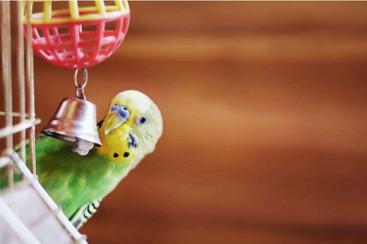 1065 Duo Paper Puff Bird Toy foraging parrot toys cages shred cockatiel budgie 