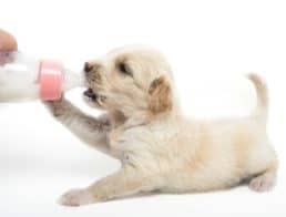 The Best Puppy Milk Replacers