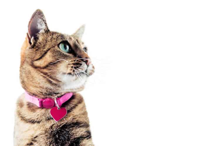 TOP Adjustable Heart Shape Pet Dogs Cats Collar Velvet Safety Elastic Best Gifts 