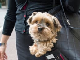 dog-carrier-purse