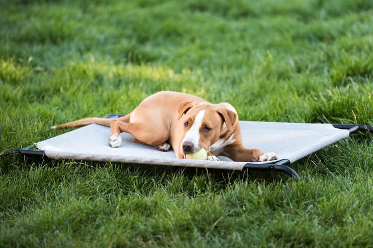 The Best Chew Proof Dog Beds