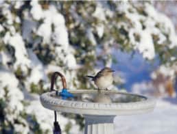 The Best Heated Bird Baths