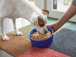 A dog eating Pet Plate dog food