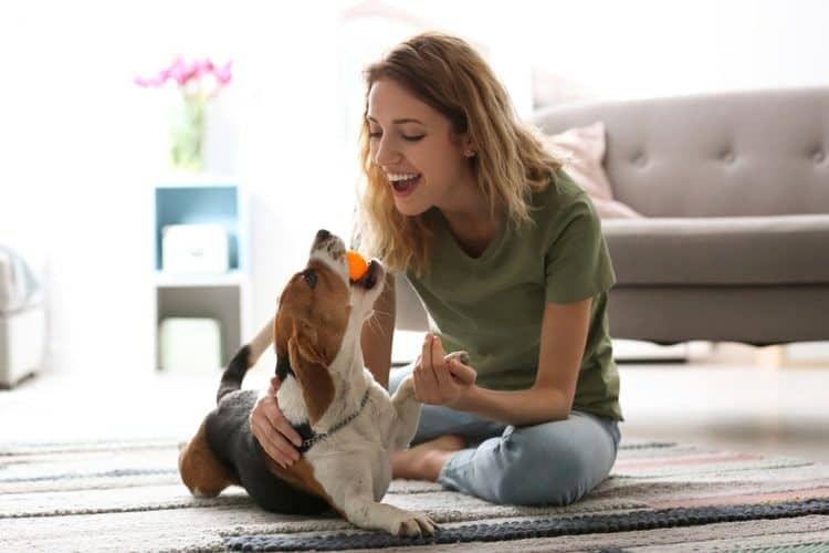 Woman playing with her beagle dog at home with a ball