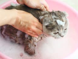 The Best Cat Shampoos