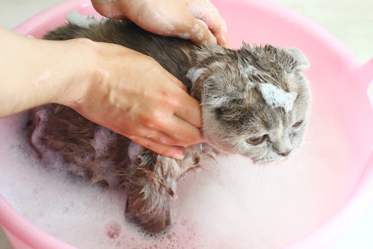 5 Best Cat Shampoos of 2024 Pango Pets