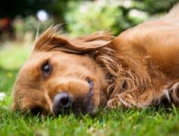 Dog who took catnip lying on the grass looking relaxed