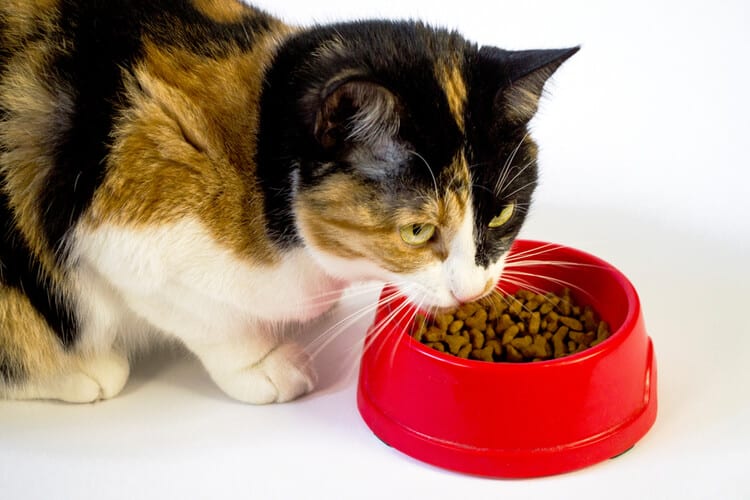 5 Best Dry Cat Foods of 2024 Pango Pets
