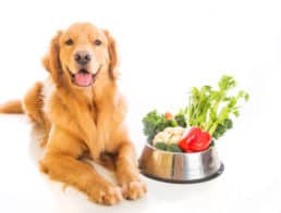 The Best Low Protein Dog Foods