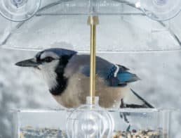 The Best Window Bird Feeders