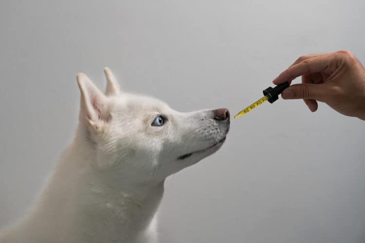 How Much CBD Oil Should I Give My Dog for Anxiety?