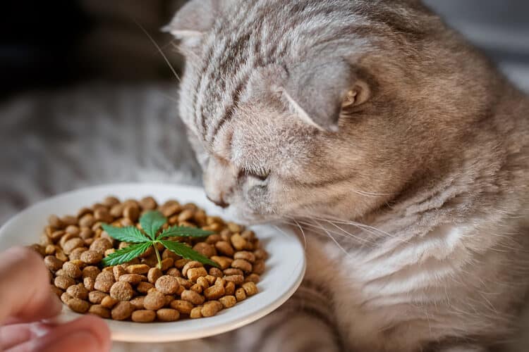 The Best CBD Cat Treats