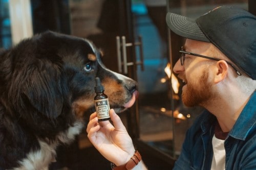 Man looking at dog with a bottle of CBD oil