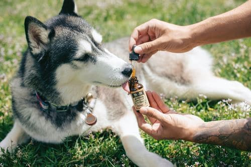Dog licking CBD oil from dropper