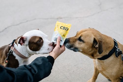 Two dogs sniffing a pack of CBD dog treats
