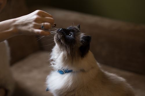 Himalayan cat taking a treat from a human hand
