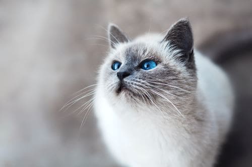 White cat with grey points and blue eyes