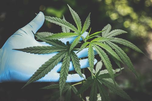 A gloved hand touching a cannabis plant