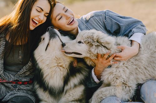 Two women laughing and cuddling their husky dogs