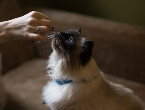 woman-hand-giving-treat-to-a-cat