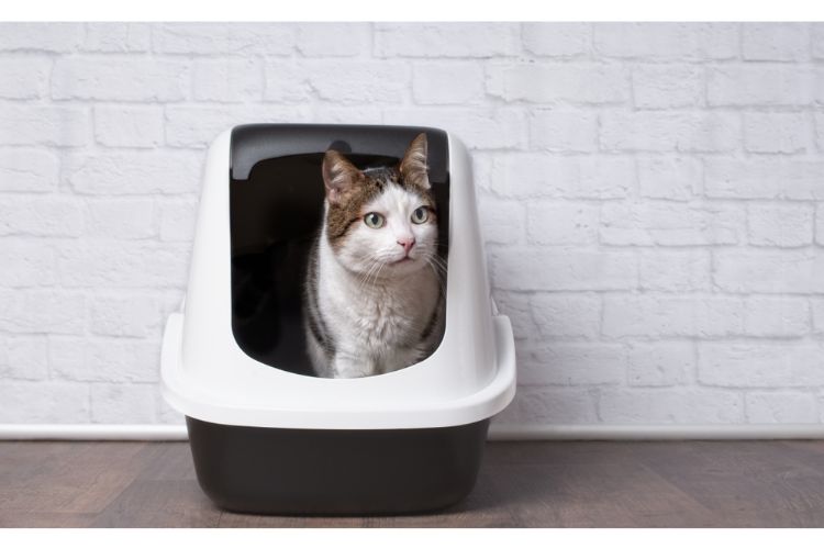 Cat in their litter tray