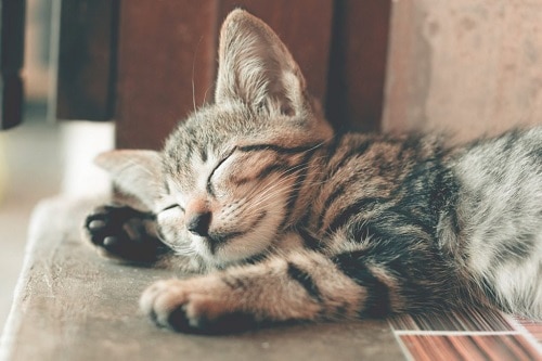 CBD oil helps calm anxious cats