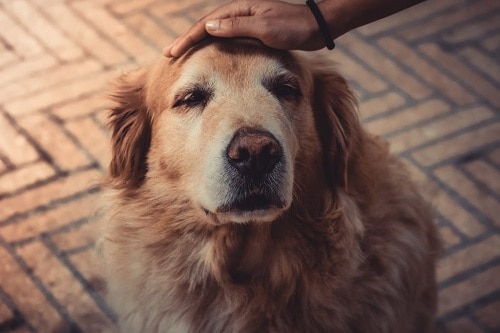 CBD oil is beneficial for senior dogs