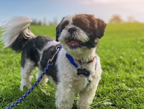 fluffy black and white dog panting in grass with personalized collar and braided leash_