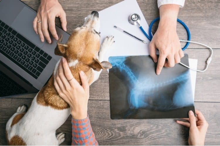 The Best Pet Insurance Companies in Massachusetts
