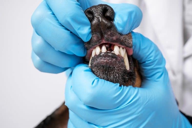 Dog lost tooth