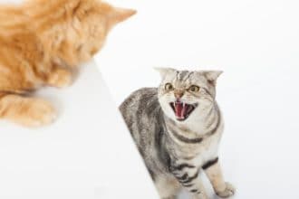 Why Are My Cats Fighting All of a Sudden? And How Do I Stop Cat Fights?