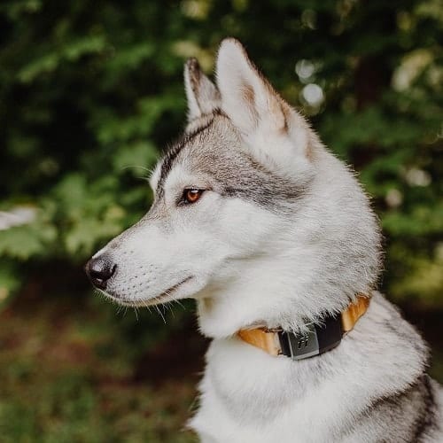 Fi Smart Dog Collar Review
