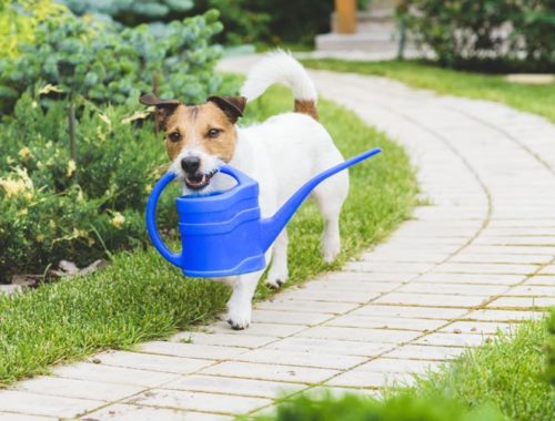 Dog walking outside next to flower bed carrying watering can