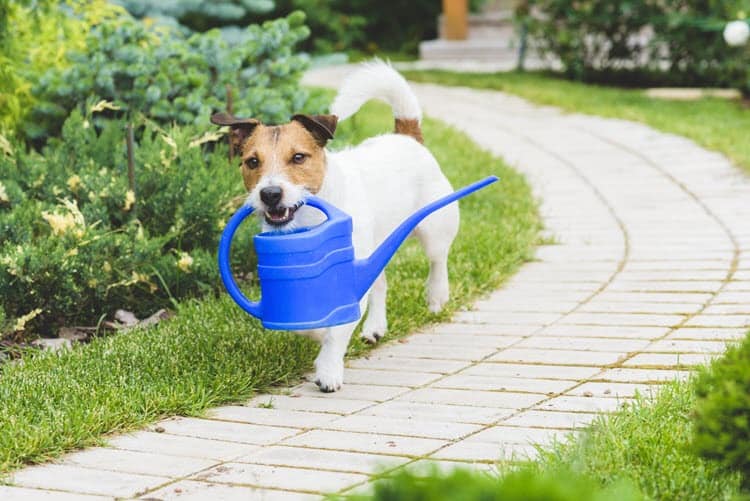 Dog walking outside next to flower bed carrying watering can