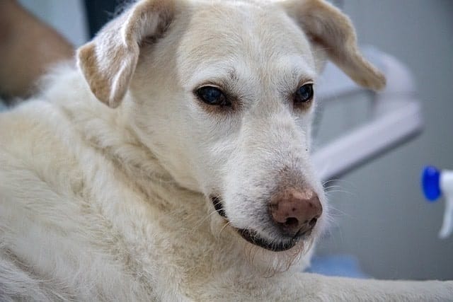 Dog at veterinarian's office