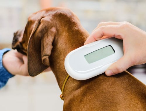 learn how much it costs to microchip your dog from a vet