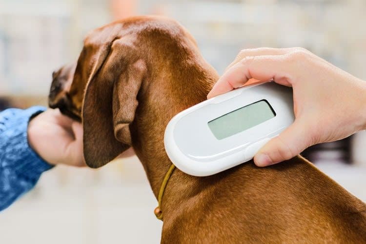 learn how much it costs to microchip your dog from a vet
