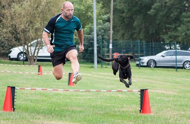 Dog and owner doing jumps over a beam as they go through an obstacle course